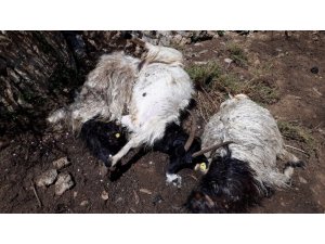 Hakkari’de yıldırım düştü: 13 hayvan telef oldu