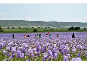 Zambak tarlaları turistlerin ilgi odağı oldu