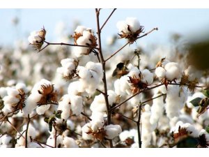 Aydın’da 6865 pamukçuya 213 milyonluk destek