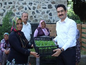 Kadın çiftçilere biber fidesi dağıtıldı