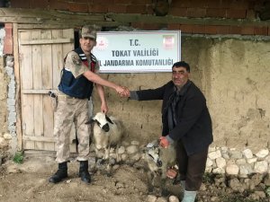 Çalınan koyun ve kazlarına kavuştular