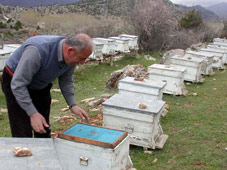 Gerçek bal için çiçeğimiz var