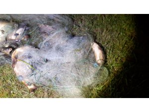 Ağlardan kurtarılan balıklar suya bırakıldı