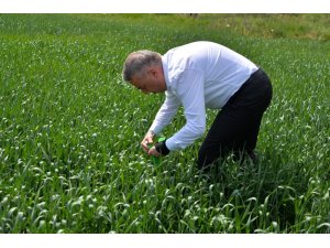 Süne ile mücadele için 180 bin parazitoit salımı yapıldı