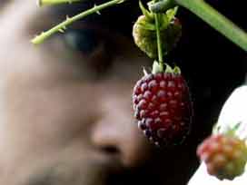 7  ayrı hastalığa deva 7 şifalı bitki