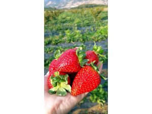 Sakarya’da çilek hasadı başladı