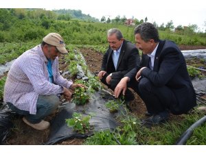 Çilekte bereketli sezon beklentisi