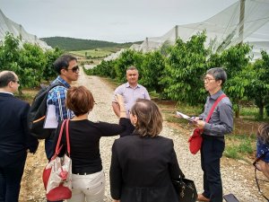 Güney Korelilerin ağzı Salihli kirazıyla tatlanacak