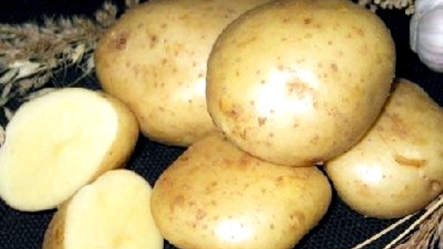 Kuraklığa dayanıklı yerli patates çeşidi geliştirildi