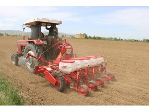 Yerli fasulye deneme ekimi yapıldı