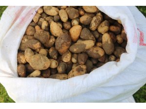 25 kilo salep soğanına 300 bin TL ceza kesildi