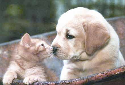 Kedinin sahibi köpeğinkinden akıllı