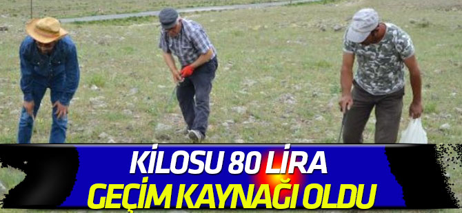 Vatandaşın geçim kaynağı oldu: KİLOSU 80 LİRA