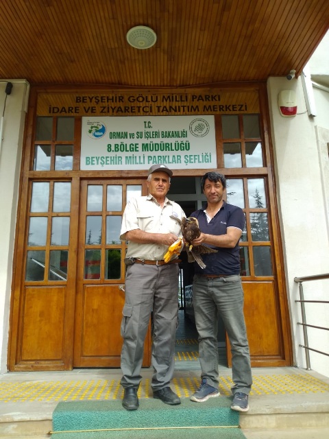 Yaralı Kızıl Şahin tedavi edilecek