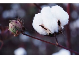 Türkiye’de pamuk ekim alanları daralıyor