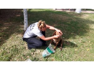 Sokak köpeğini bıçaklayarak ölüme terk ettiler