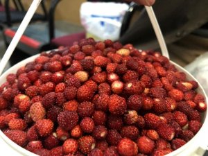 Dağ çileğinin kilosu 80 TL