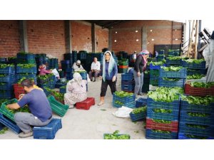 Sarıgöl’de bağ yaprağı piyasası canlandı