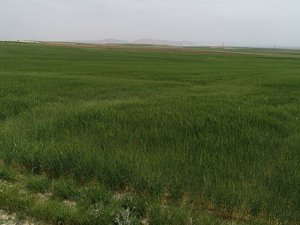 "Buğday ekim alanlarındaki daralmayı yağışlar telafi etti"