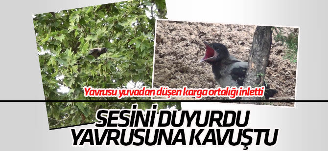 Yavrusu yuvadan düşen karga ortalığı inletti