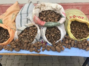 Salep soğanı toplayanlara bugün de 240 bin TL ceza kesildi