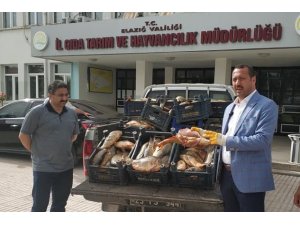 Yine kaçak avlanan 1 ton balık yakalandı, müdür dert yandı