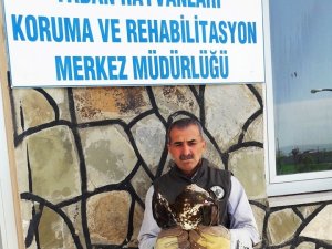 Yaralı Arı Şahin tedavi altına alındı