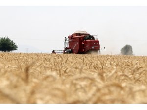 Kozan’da buğday sezonu açıldı