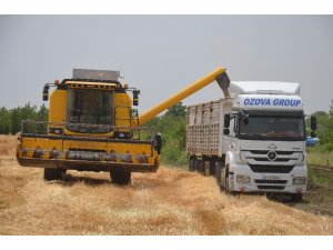 Hatay’da buğday hasadı başladı