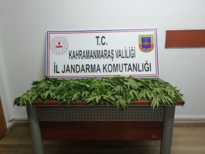 Kahramanmaraş’ta kenevir operasyonu