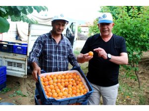 Manisa kayısısı Malatya’ya rakip oldu