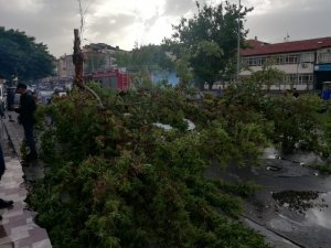 Rüzgardan devrilen ağaç otomobilin üzerine düştü
