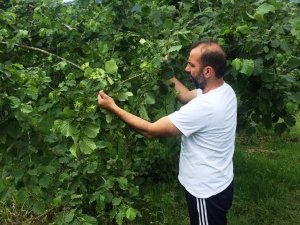 Üreticinin kahverengi altını: Fındık
