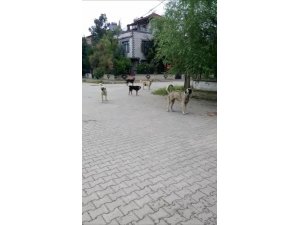 Köpekleri görüntülemek isterken saldırıya uğradı