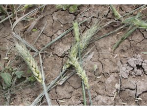 Beypazarı'nda dolu ekili alanlara zarar verdi