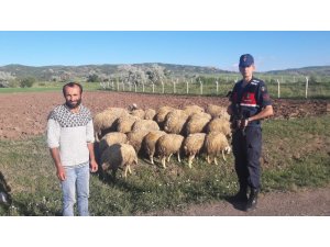 Kayıp olan koyunları Jandarma buldu