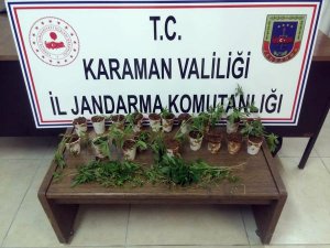 Jandarma ormanlık alana ekilmiş kenevir ele geçirdi