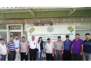 Çiftçilere Akdeniz Meyve Sineğiyle mücadele eğitimi