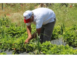 Zahter diyarında artık çilek de yetişiyor