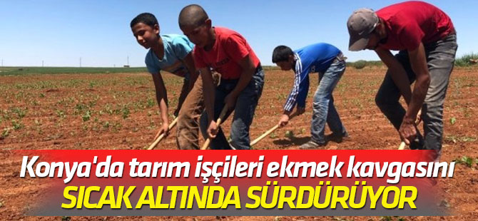 Konya'da tarım işçileri ekmek kavgasını sıcak altında sürdürüyor