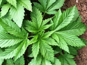 Kenevir üreticisine gübre desteği