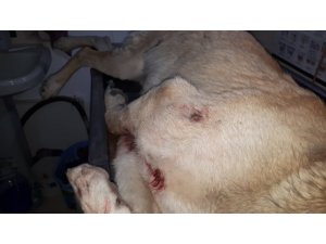 Darp edilip silahla vurulan köpek tedavi için İstanbul’a gönderiliyor