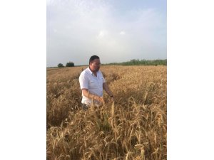 Tarsus’ta buğday hasadı devam ediyor