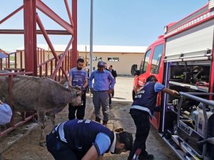 Van’da hayvan kurtarma operasyonu