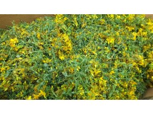 Burhaniye’de Avrupa standartlarında kantaron yağı üretimine başlandı