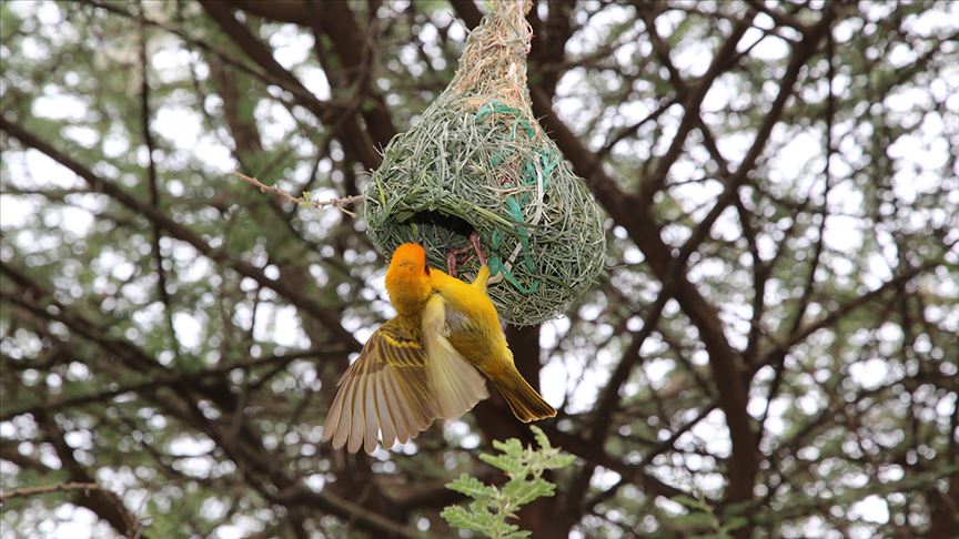 Dokumacı kuşları "mühendis" gibi yuva yapıyor