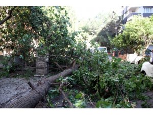 Kartal’da ağaç devrildi