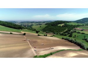 Bafra Ovası’nda tütün dikimi başladı