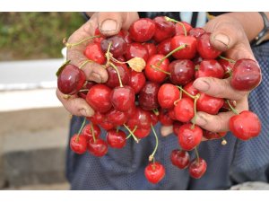 Yerli kiraz tezgahlardaki yerini aldı