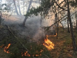 Eskişehir’de iki farklı noktada orman yangını